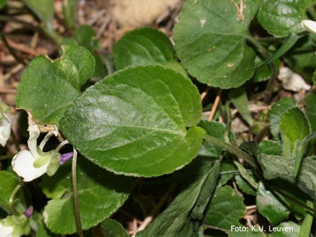 Foto 3: Blad